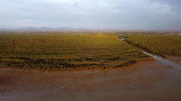 luchtfoto mangrove bomen bos video