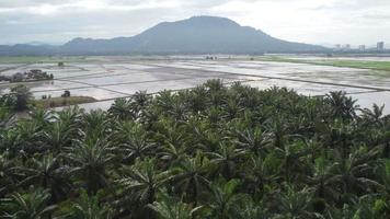 Aerial view move over oil palm tree video