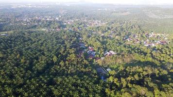 vista aerea males kampung vicino alla piantagione verde video