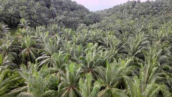 Oil palm estate toward rural red clay soil path video