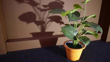 uma planta verde falsa e sua sombra video