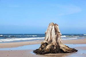 3000 years old tree trunks on the beach after storm. Slowinski National Park, Baltic sea, Poland photo