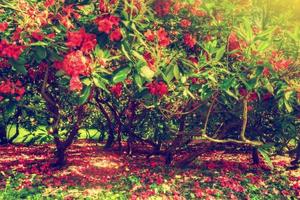 Magnolia trees and flowers in park, sun shining photo