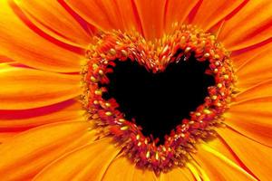 Flower close up with a heart shaped stamens section photo