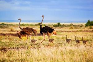 Ostrich family on savanna, Amboseli, Kenya photo