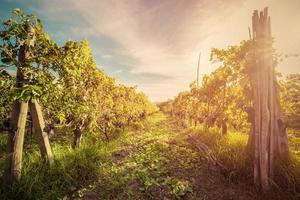 Vineyard in Tuscany, Italy. Wine farm at sunset. Vintage photo