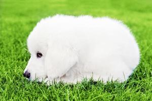 Cute white puppy dog lying on grass. Polish Tatra Sheepdog photo
