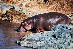 Hippo, hippopotamus in river. Serengeti, Tanzania, Africa photo