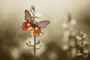 A red butterfly on the moody field photo