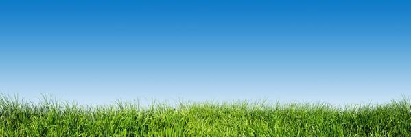 Césped Imágenes, Fotos y Fondos de pantalla para Descargar Gratis Césped Imágenes, Fotos y Fondos de pantalla para Descargar Gratis