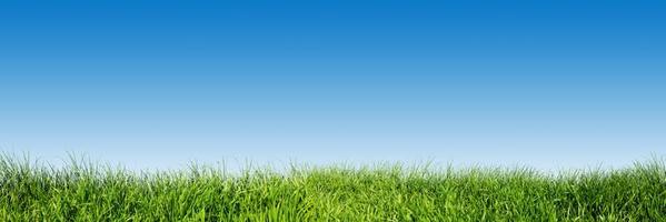 Green grass on blue clear sky, spring nature theme. Panorama photo