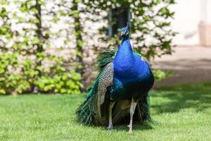 Peacock in palace gardens in Prague, Czech Republic. photo
