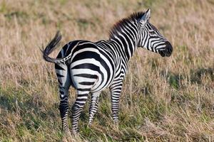 Zebra on African savanna. photo