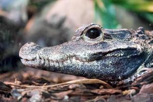 Crocodile profile portrait. Side view of its jaw, eye focus photo