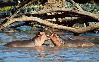 Hippo, hippopotamus fighting in river. Serengeti, Tanzania, Africa photo