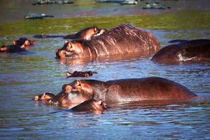 Hippo, hippopotamus in river. Serengeti, Tanzania, Africa photo