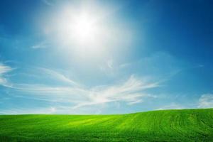 Spring field of green grass. Blue sunny sky photo