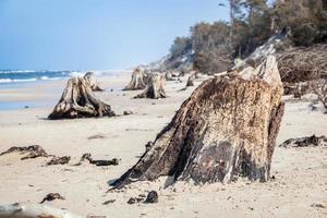 3000 years old tree trunks on the beach after storm. Slowinski National Park, Baltic sea, Poland photo