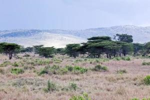 paisaje de sabana en áfrica, serengeti, tanzania foto