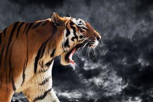 Wild tiger roaring during hunting. Cloudy sky background. photo