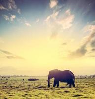 Elephant on African savanna at sunset. Safari in Amboseli, Kenya, Africa photo