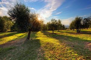 Olive trees in Tuscany, Italy at sunset photo