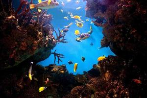 Underwater view, fish, coral reef photo