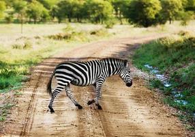 Zebra walking on road on African savanna. photo