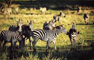 Zebras herd on African savanna. photo