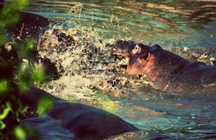 Hippo, hippopotamus fight in river. Serengeti, Tanzania, Africa photo