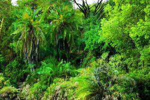 selva, fondo de arbustos en áfrica. tsavo oeste, kenia foto