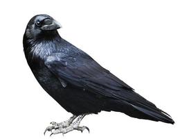 Black raven. Bird isolated on white. photo