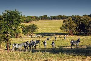 Zebras herd on African savanna. photo