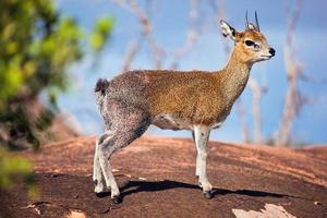 klipspringer en roca. serengeti, tanzania, áfrica foto