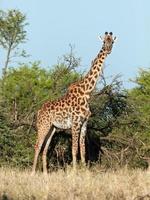 jirafa en sabana. safari en serengeti, tanzania, áfrica foto