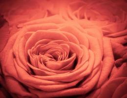 Red rose background. Romantic love greeting card photo