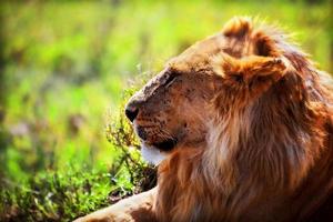 Young adult male lion on savanna. Safari in Serengeti, Tanzania, Africa photo