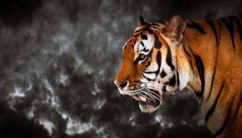 Wild tiger looking, ready to hunt, side view. Cloudy sky background. photo