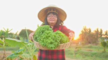 A female farmer collects her vegetables and produce in the fields. video