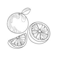 Line art orange on white background vector illustration.Orange whole and slices in abstract contour style.Black and white skets fruit,Trendy icon,emblem,logo,design