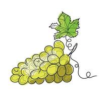 Line art abstract grape bunch isolated on white background.Hand drawn sketched white grape with leaf.Design emblem,icon,logo,Vector illustration. vector