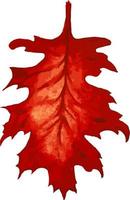 Red leaf watercolor illustration. Outumn drawn leaf in red and orange color isolated on white background. Vector illustration.