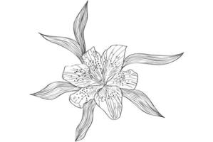 lilia está pintada en blanco y negro, lilia tiene hojas, destinado a postales, vacaciones, 8 de marzo, enamorado vector