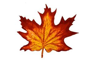 Colorful autumn leaf, isolated white background, yellow, red, painted with watercolor vector