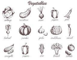 Sketch vegetables set garden vegetable collection pumpkin tomato carrot cabbage zucchini. Hand drawn collection vector