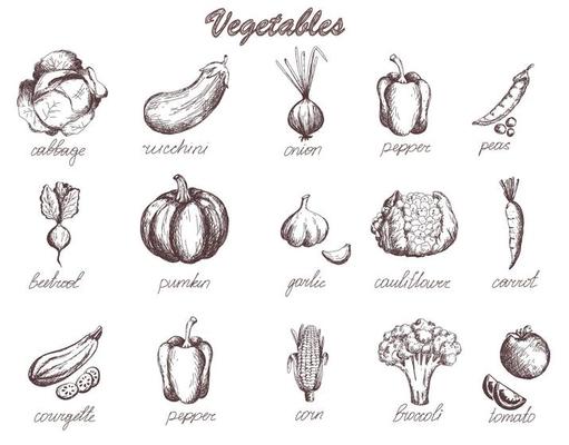 Sketch vegetables set garden vegetable collection pumpkin tomato carrot cabbage zucchini. Hand drawn collection