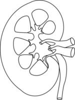 Kidney vector illustration