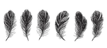 Feathers on white background. Hand drawn sketch style. vector