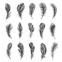 Feathers on white background. Hand drawn sketch style. vector