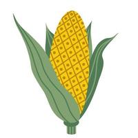 Vector illustration of an ear of corn. Yellow corn in green leaves. The isolated object on a white background. Flat style, simple element.